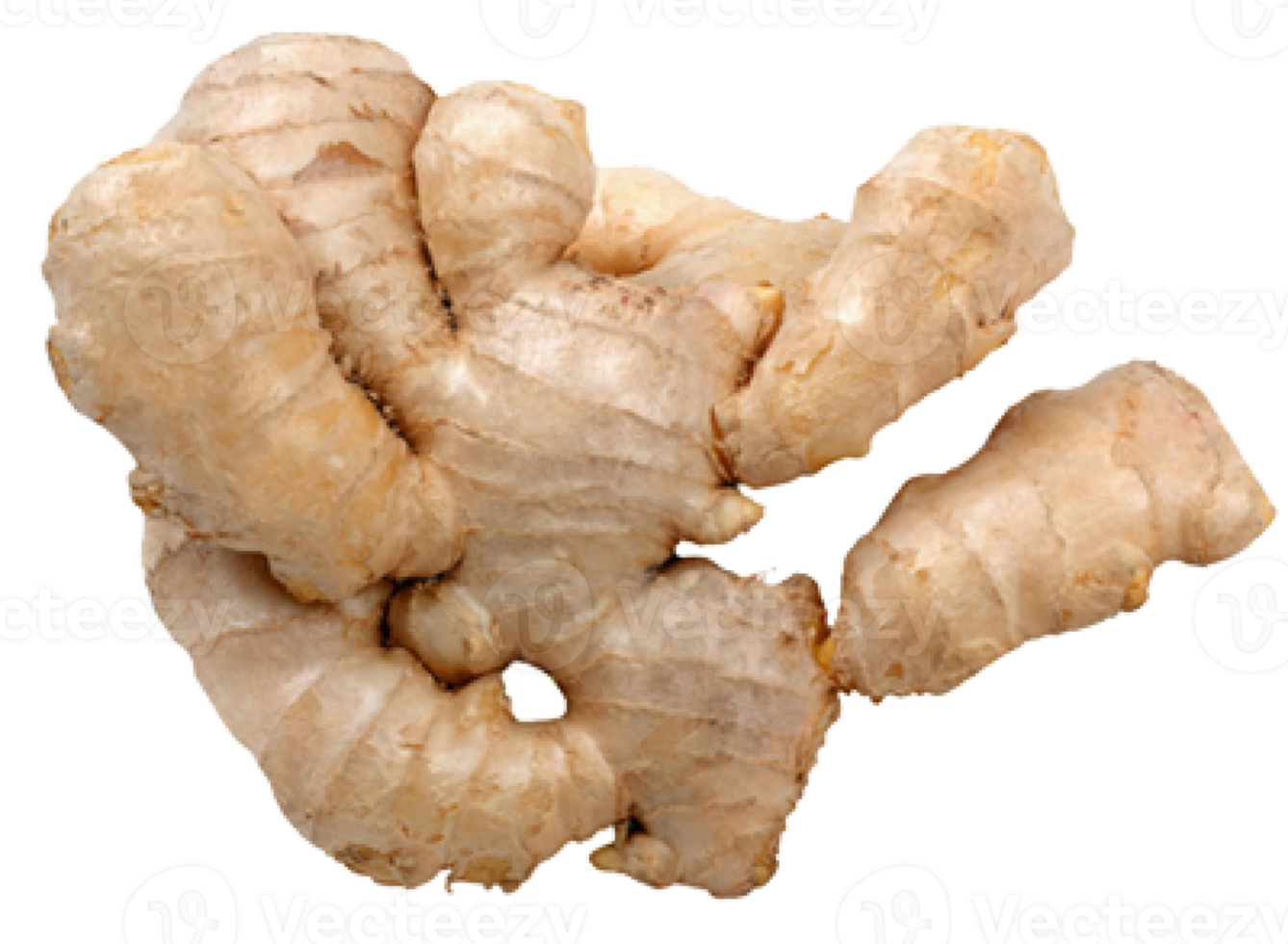 ginger on transparent background png