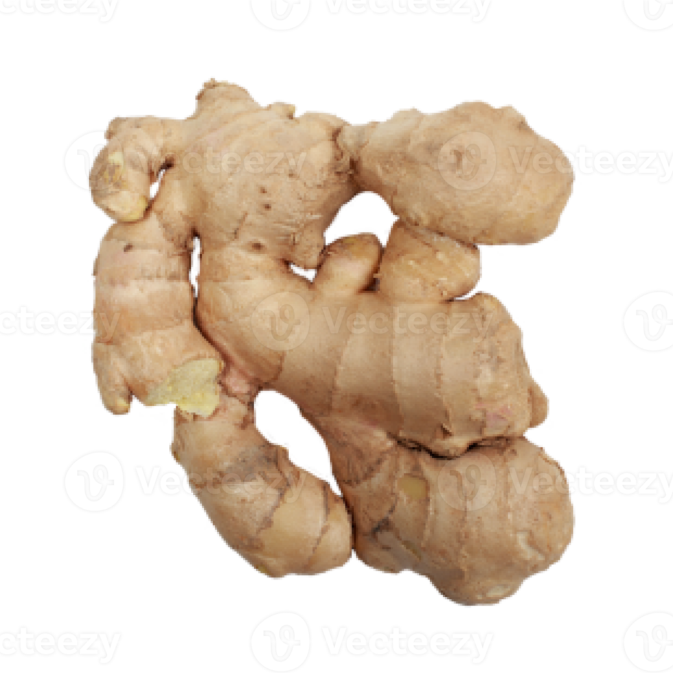 ginger on transparent background png