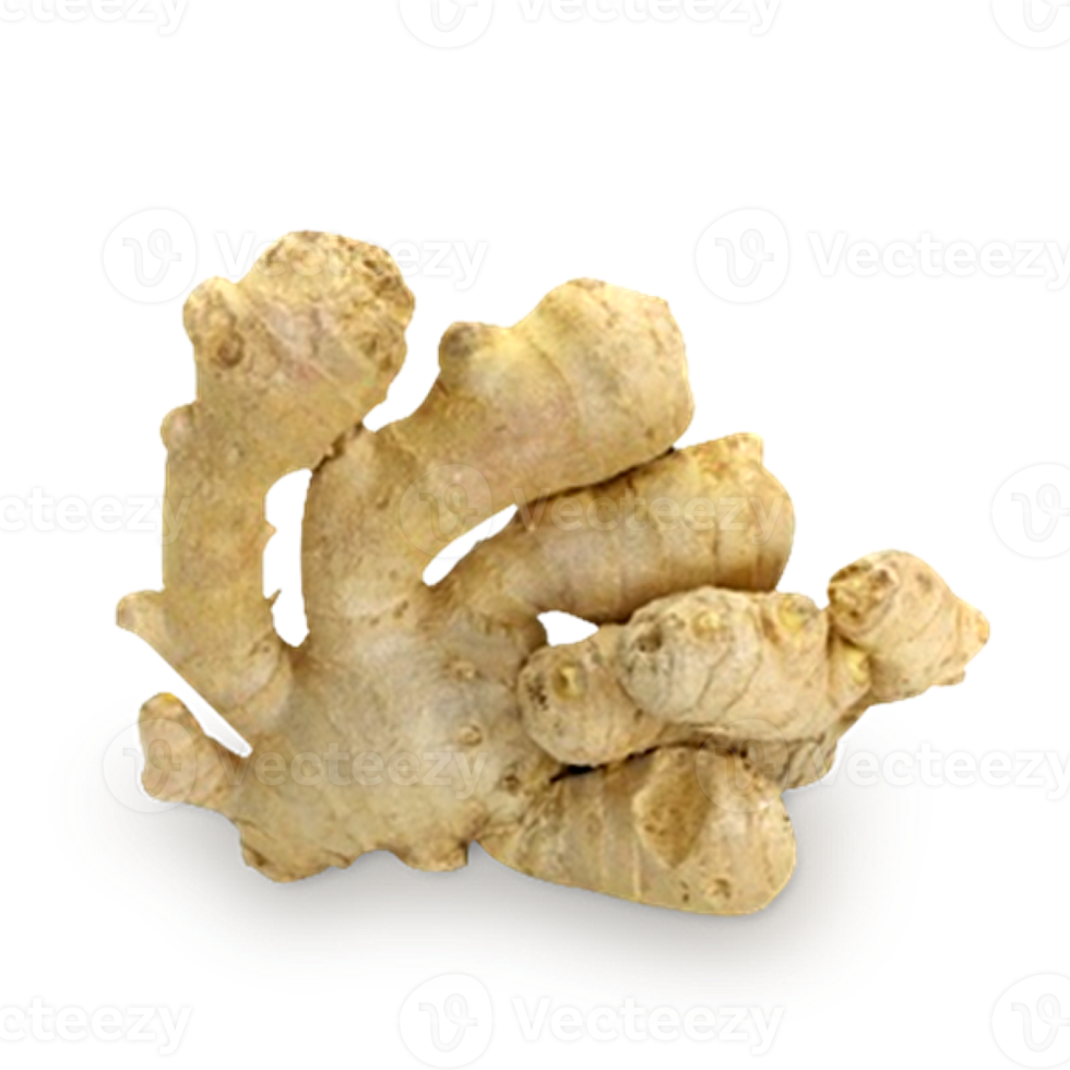ginger on transparent background png