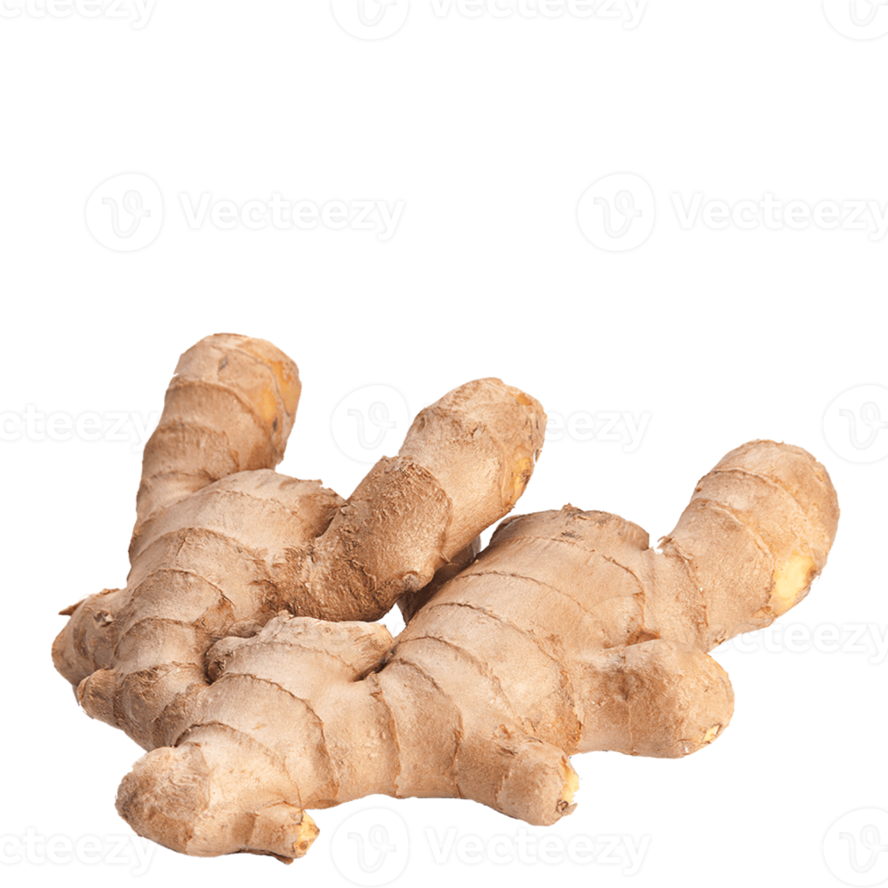 ginger on transparent background png