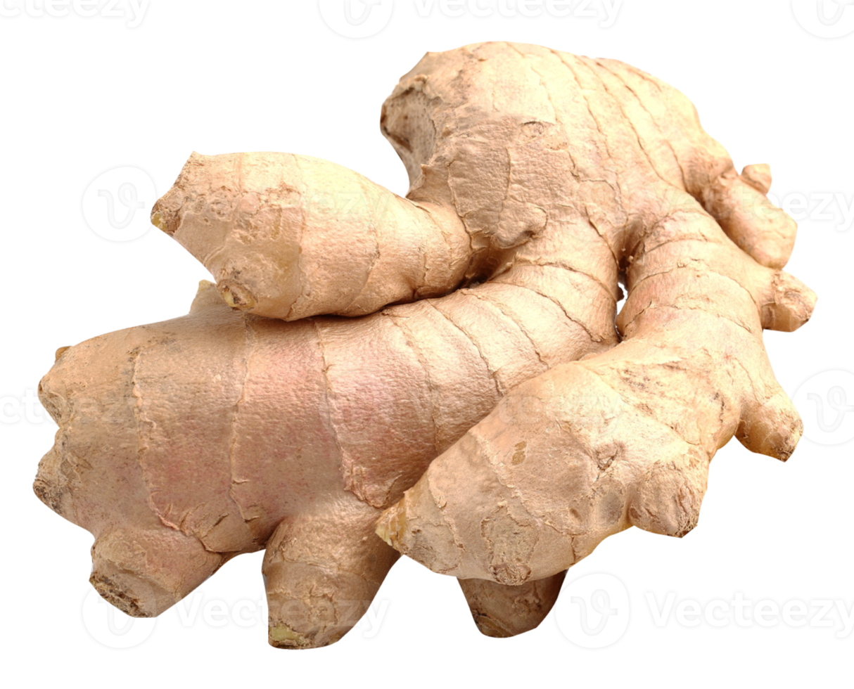 ginger on transparent background png