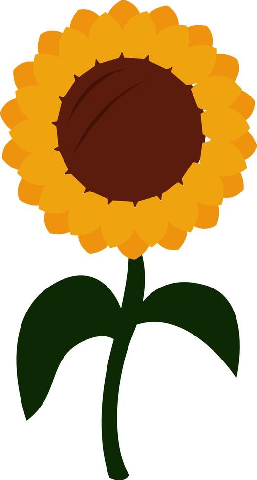 Sunflower, illustration, vector on white background.