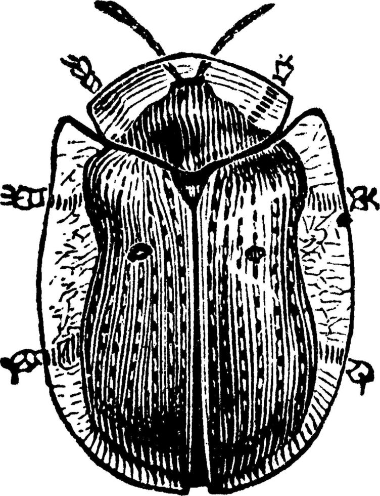 Golden Tortoise Beetle, vintage illustration. vector