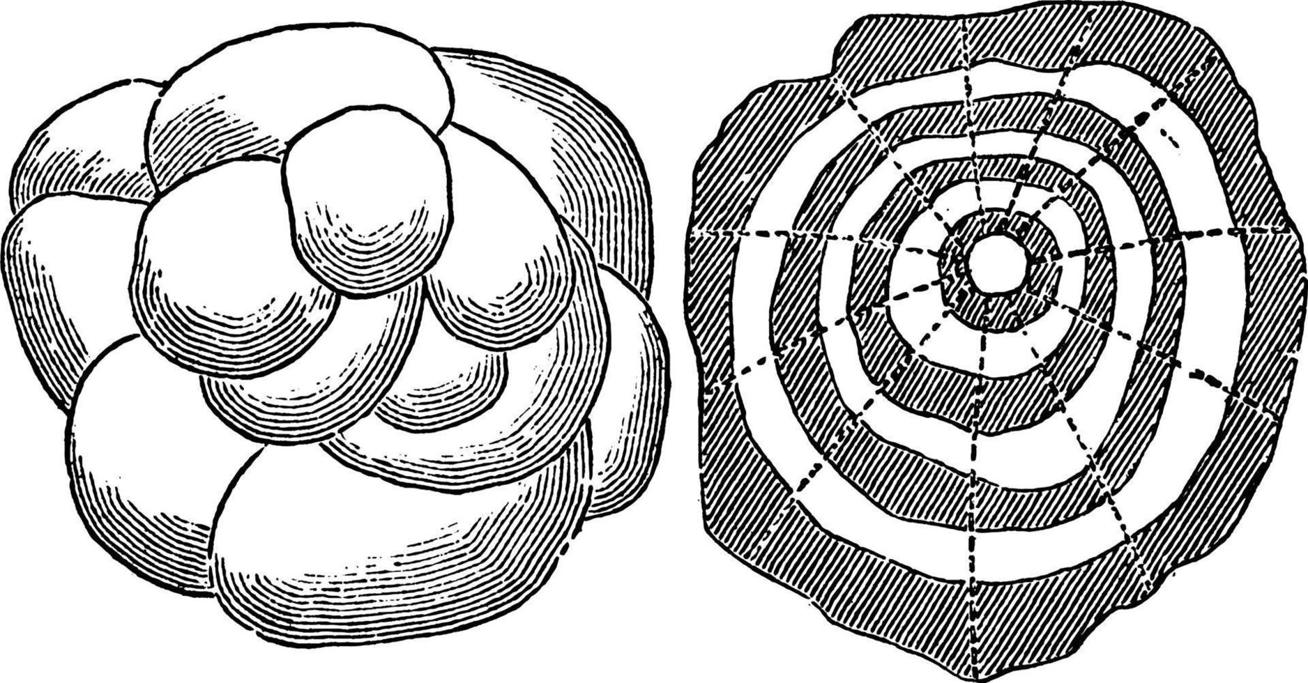 Structure of Hailstone, vintage illustration. vector