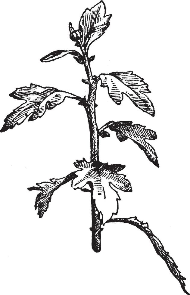 ilustración vintage de brote terminal de crisantemo. vector