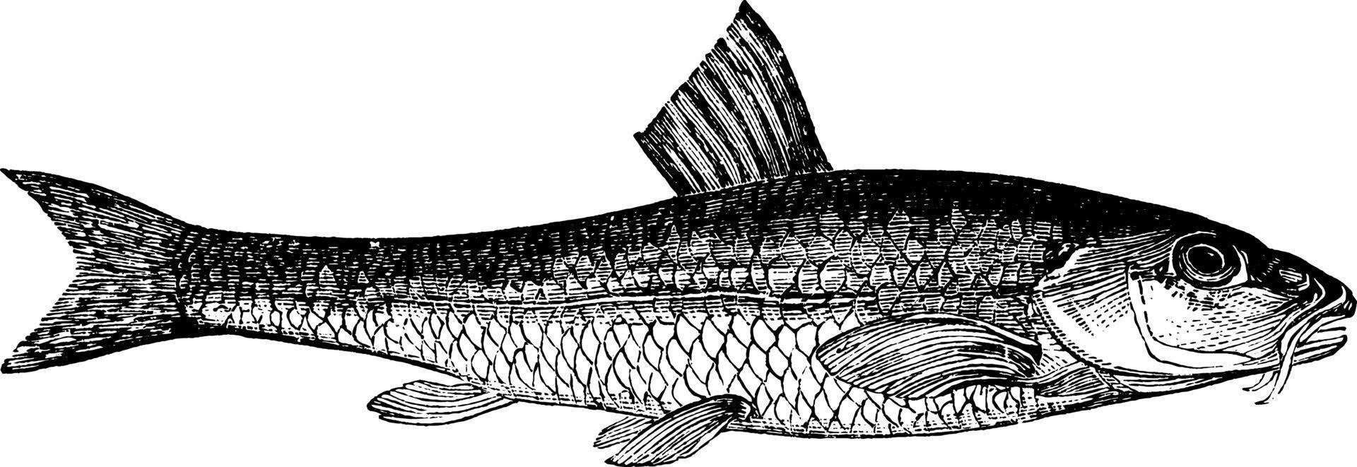 Gudgeon, vintage illustration. 13862689 Vector Art at Vecteezy