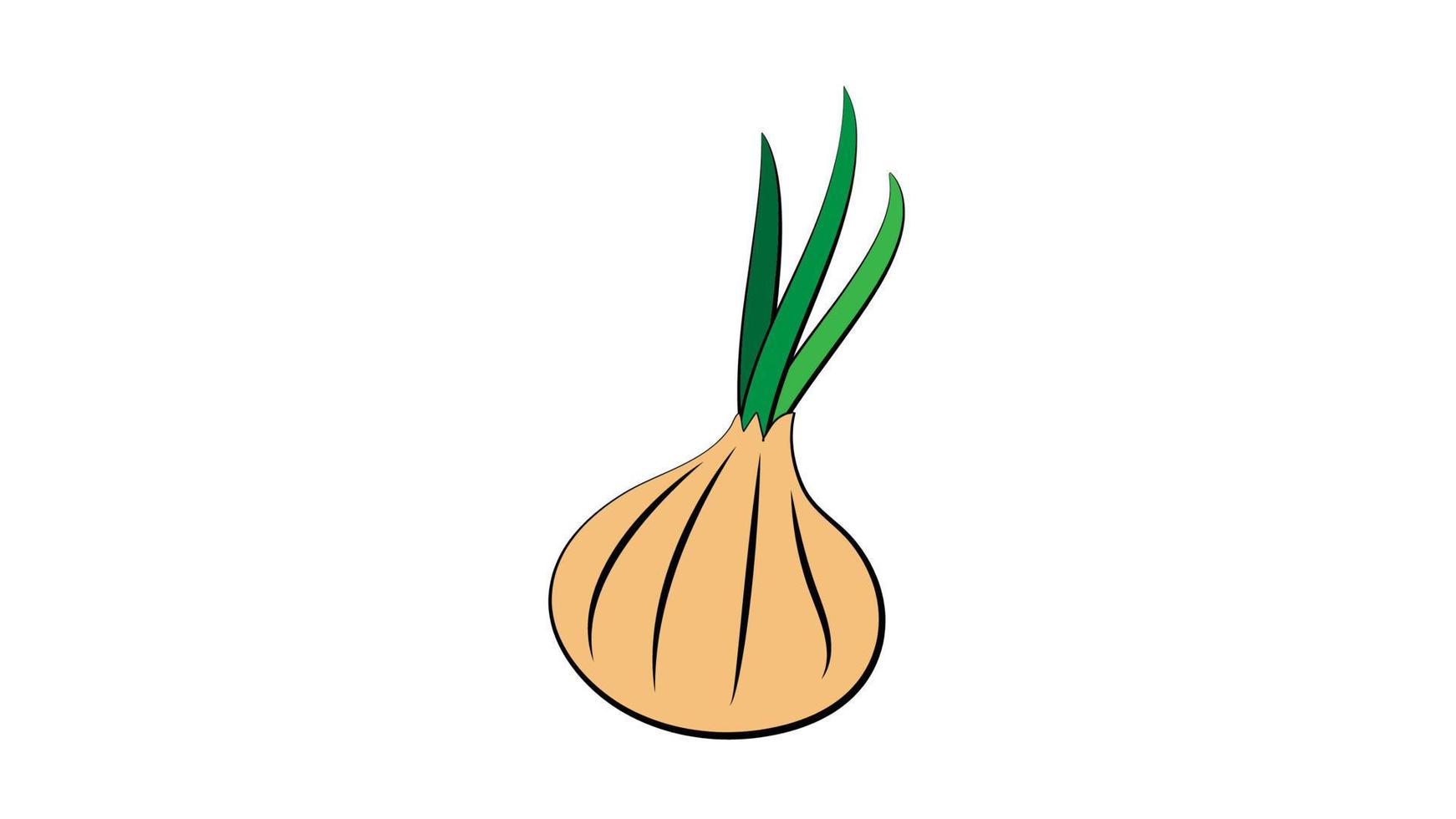 yellow onion with half piece of onions vector illustration