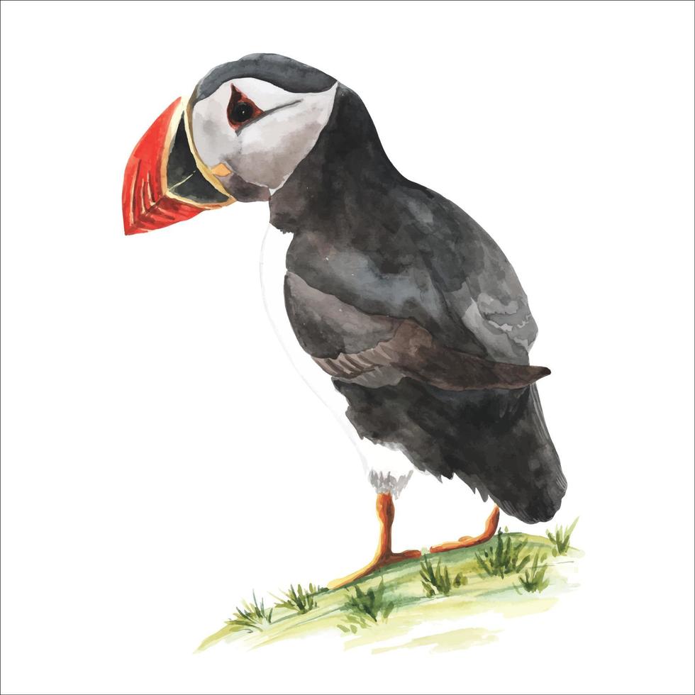 Hand drawn Atlantic puffin bird from northern faroe islands single on grass vector