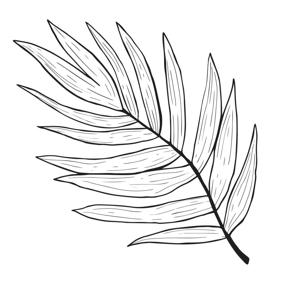 Palm leaf drawing. Graphic black and white hand-drawn vector illustration.