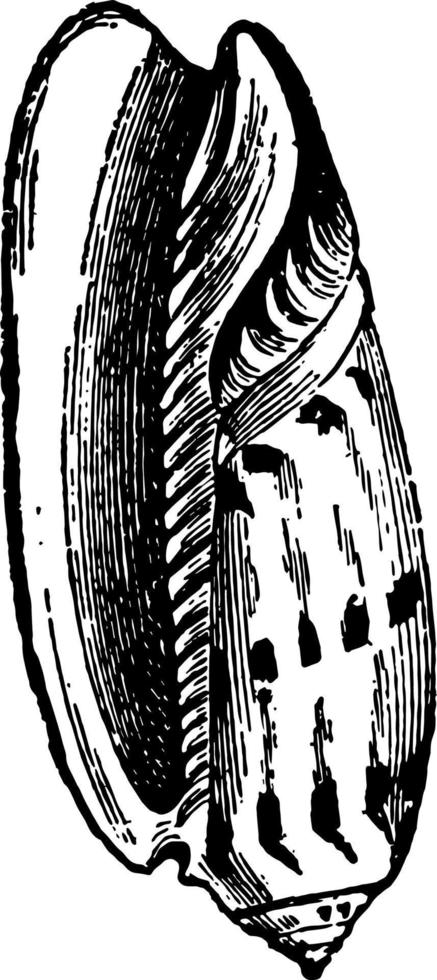 Oliva Erythrostoma vintage illustration. vector
