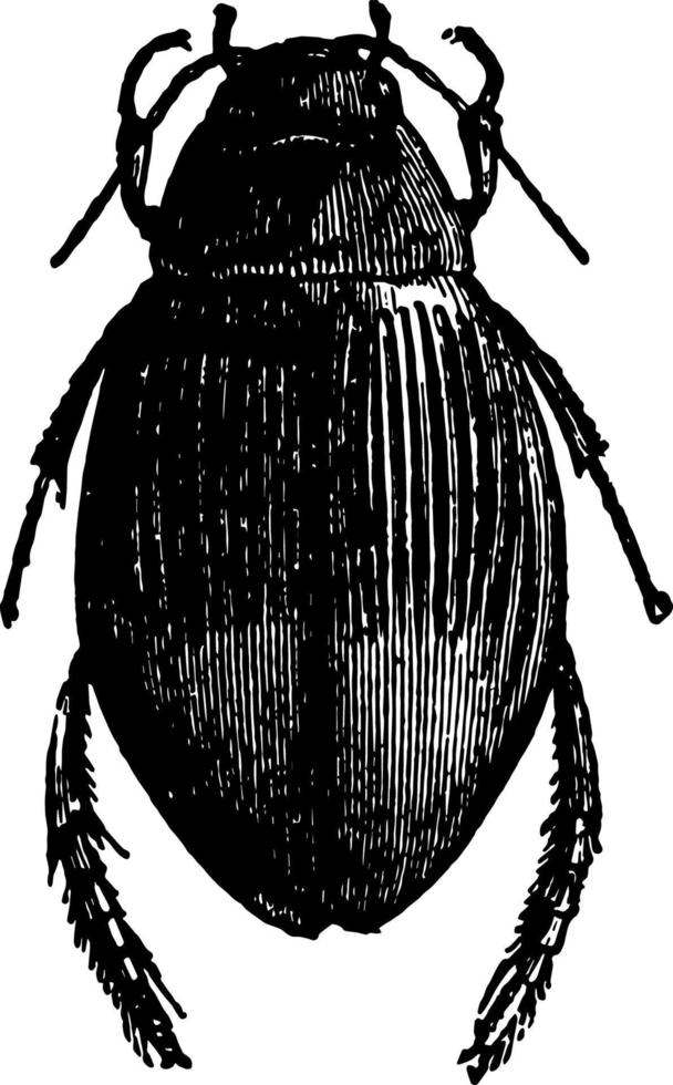 Female Dyticus Marginalis vintage illustration. vector