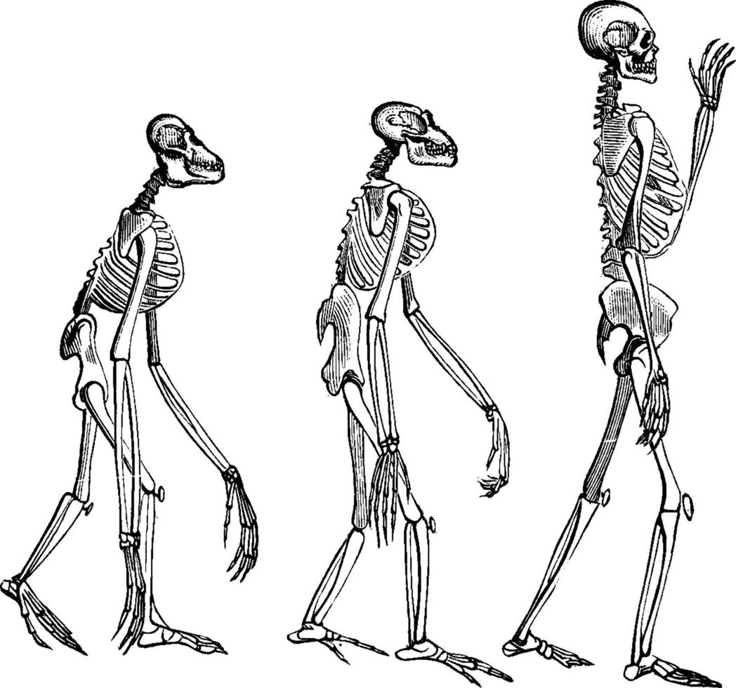 Skeletons, vintage illustration. vector