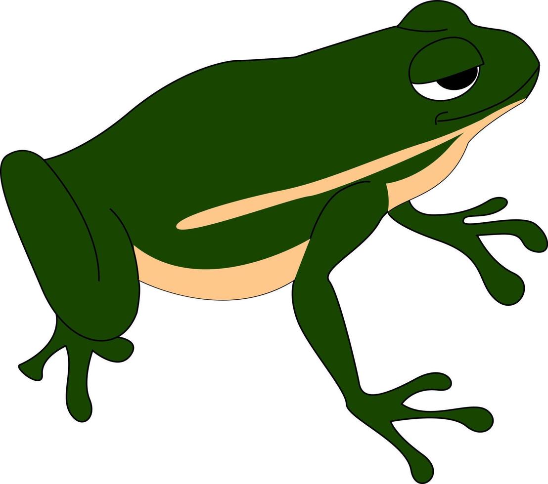 Green frog, illustration, vector on white background.