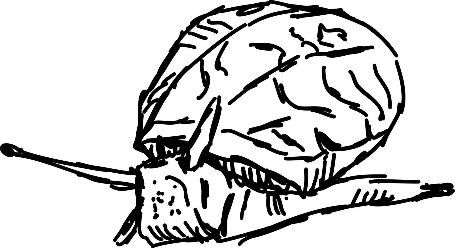 Snail drawing, illustration, vector on white background. 13866764