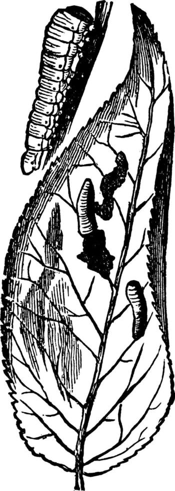 Pear Slug, vintage illustration. vector