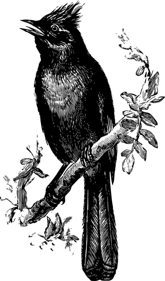 Flysnapper on a Branch, vintage illustration. vector