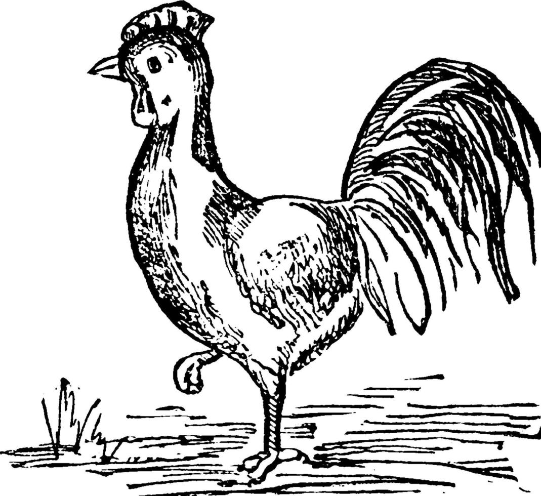 Rooster, vintage illustration. vector