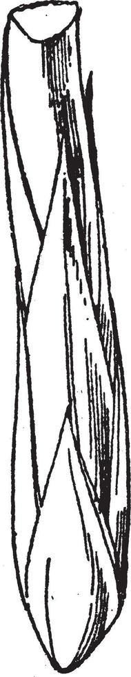 Papyrus Bud plant is the lower end in this picture, vintage engraving. vector