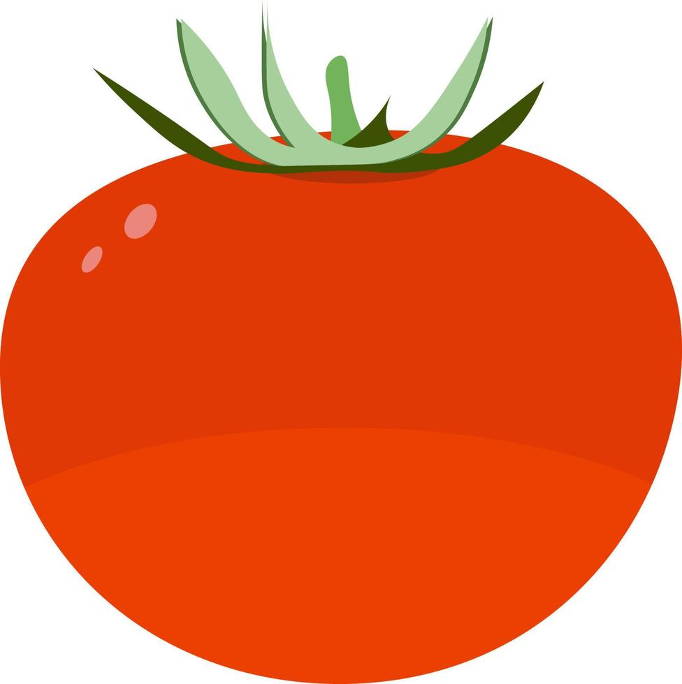 Fresh tomato, illustration, vector on white background.