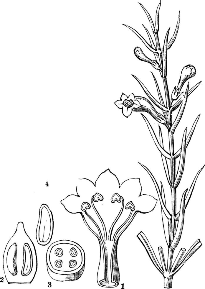 ilustración vintage de plata emubush. vector