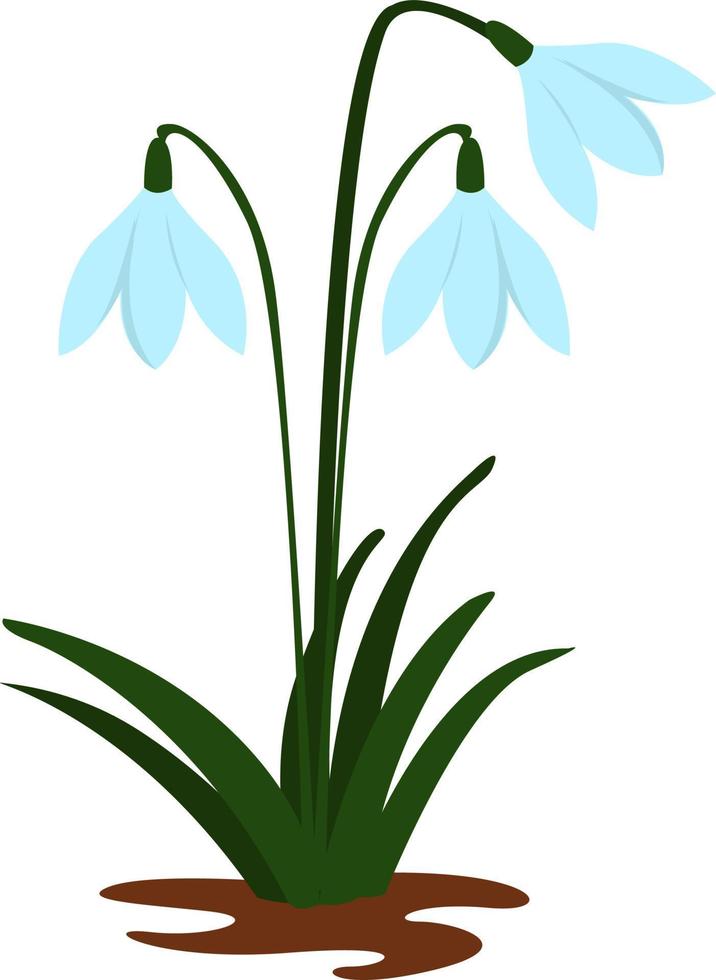 Snowdrops flower, illustration, vector on white background