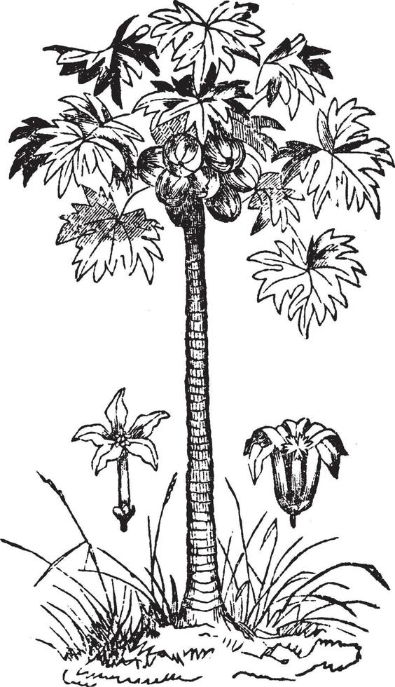 ilustración vintage del árbol de papaya. vector