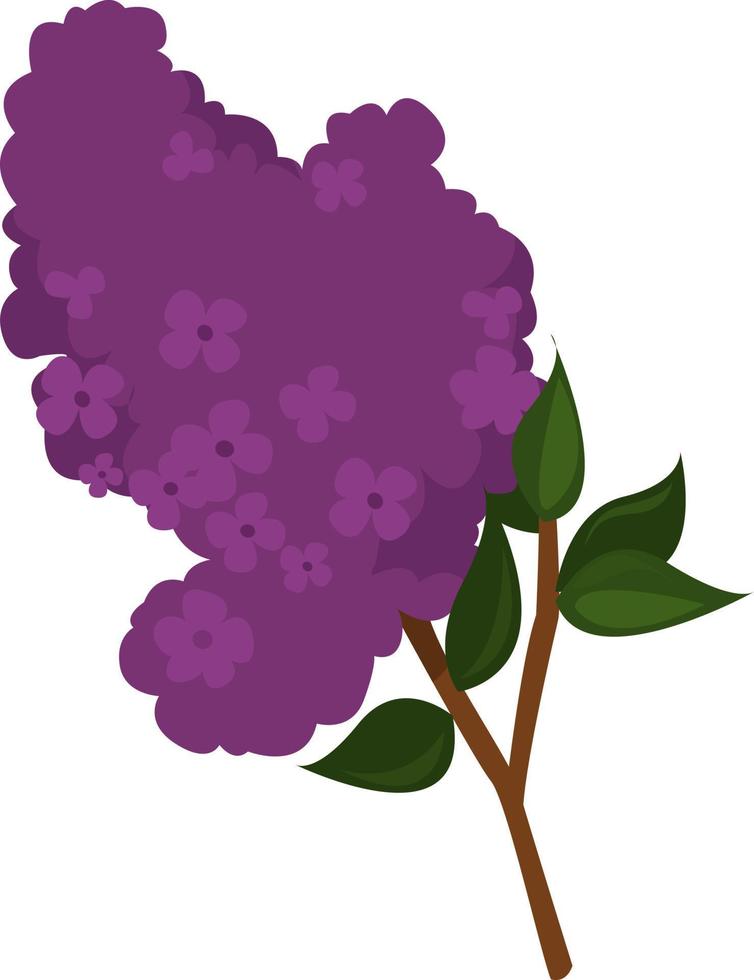 Purple lilac, illustration, vector on white background