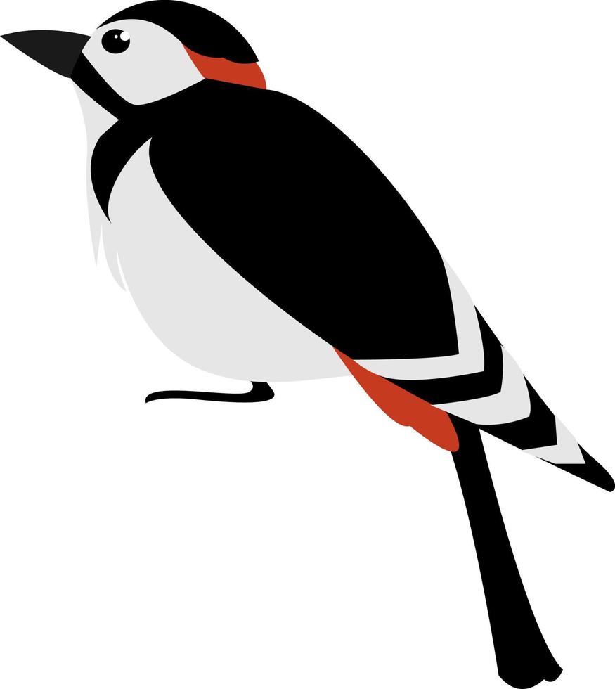 pájaro carpintero, ilustración, vector sobre fondo blanco.