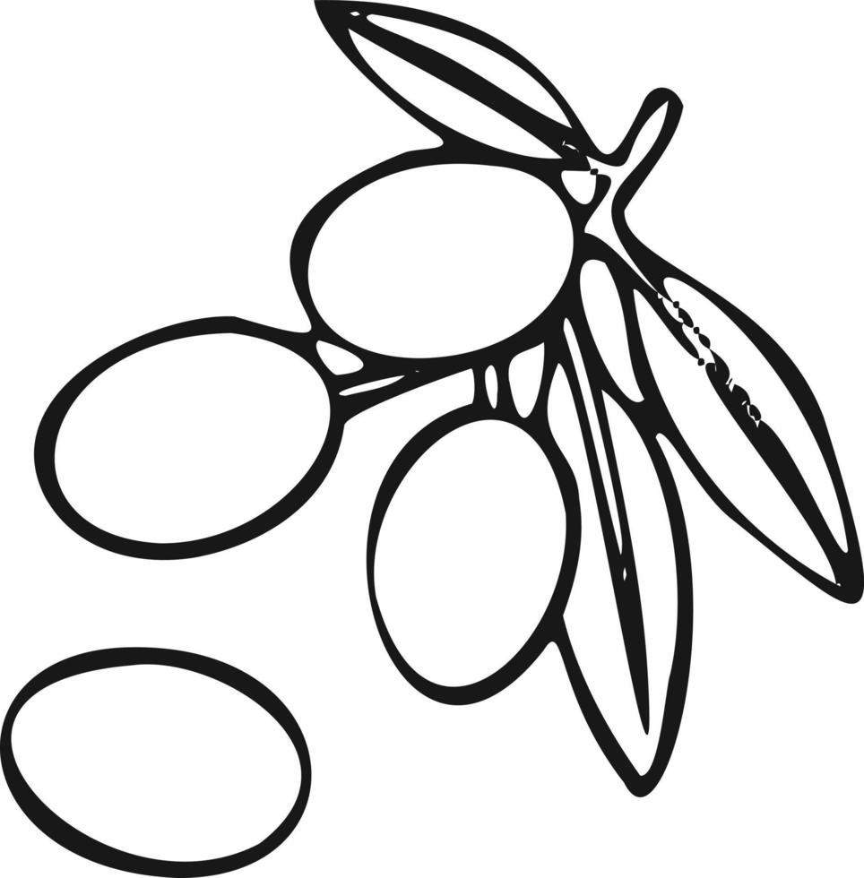 Modern olives icon, olive branch symbol. White background vector