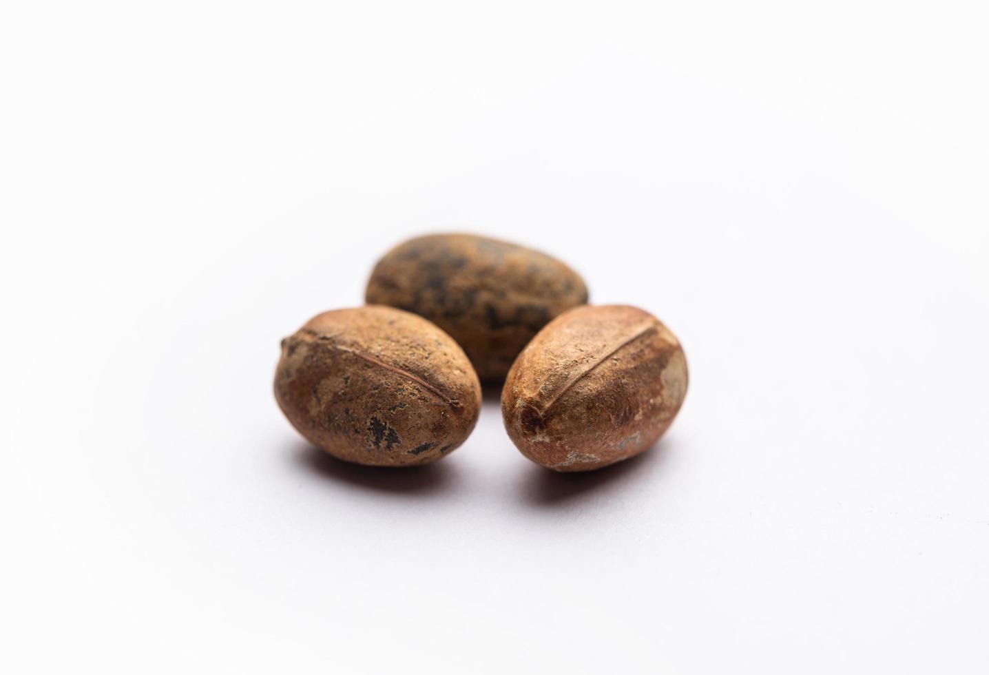 Jamalgota or Jayapala - Croton tiglium seed is an Ayurvedic medicine also known as purging croton photo
