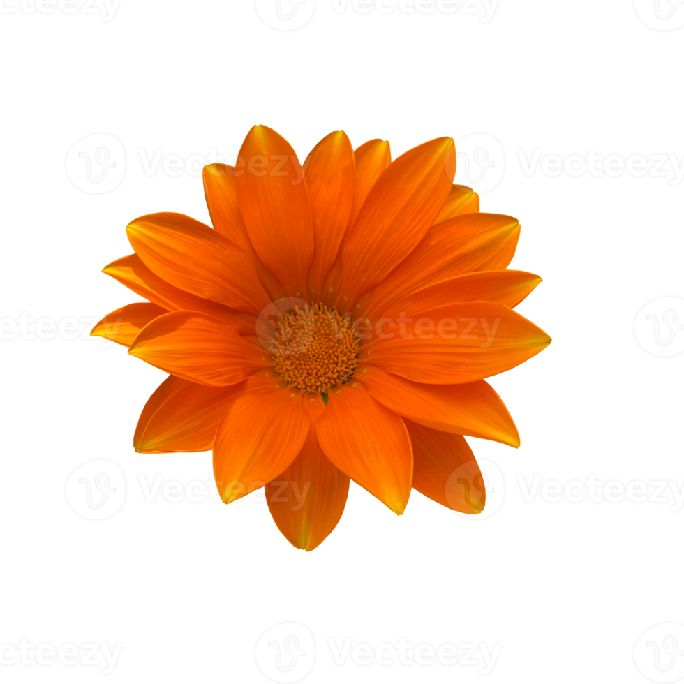 Beautiful bright orange chrysanthemum flower, daisy, top view, photo png