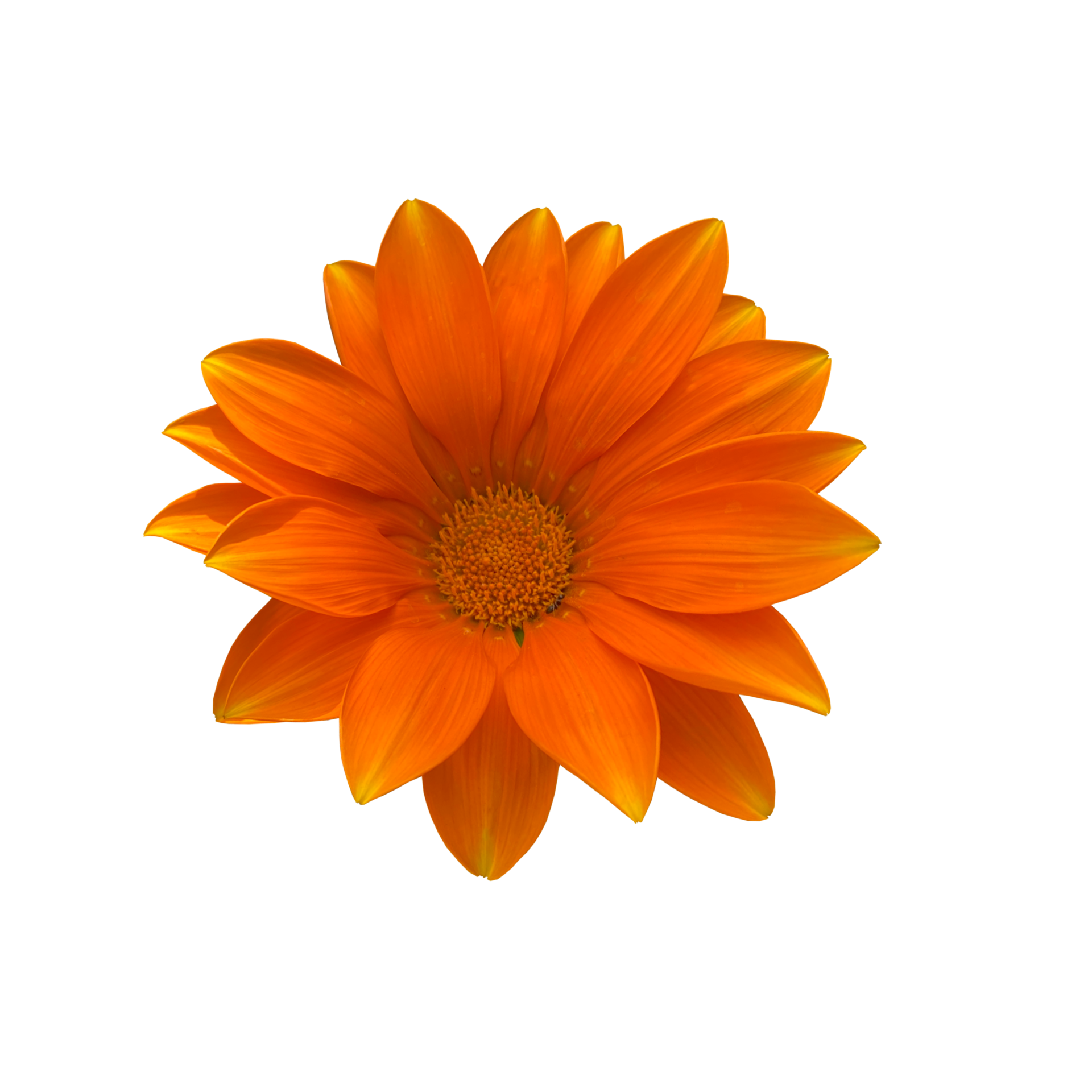 hermosa flor de crisantemo naranja brillante, margarita, vista superior
