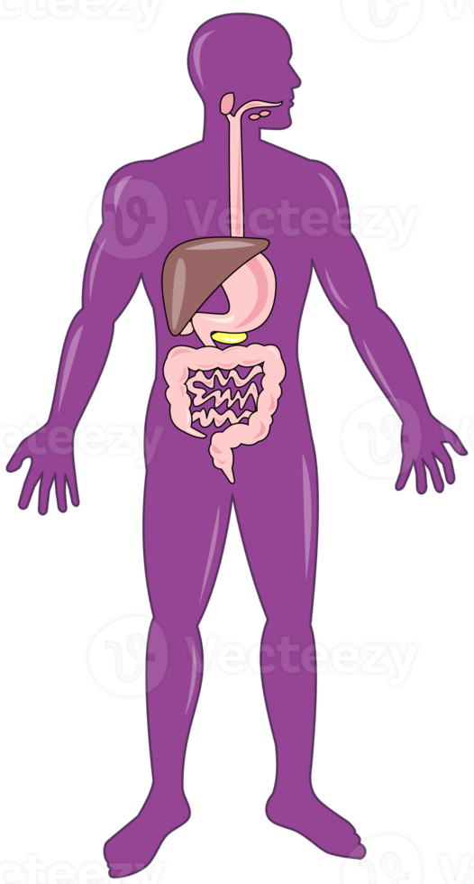 anatomía humana masculina de pie png