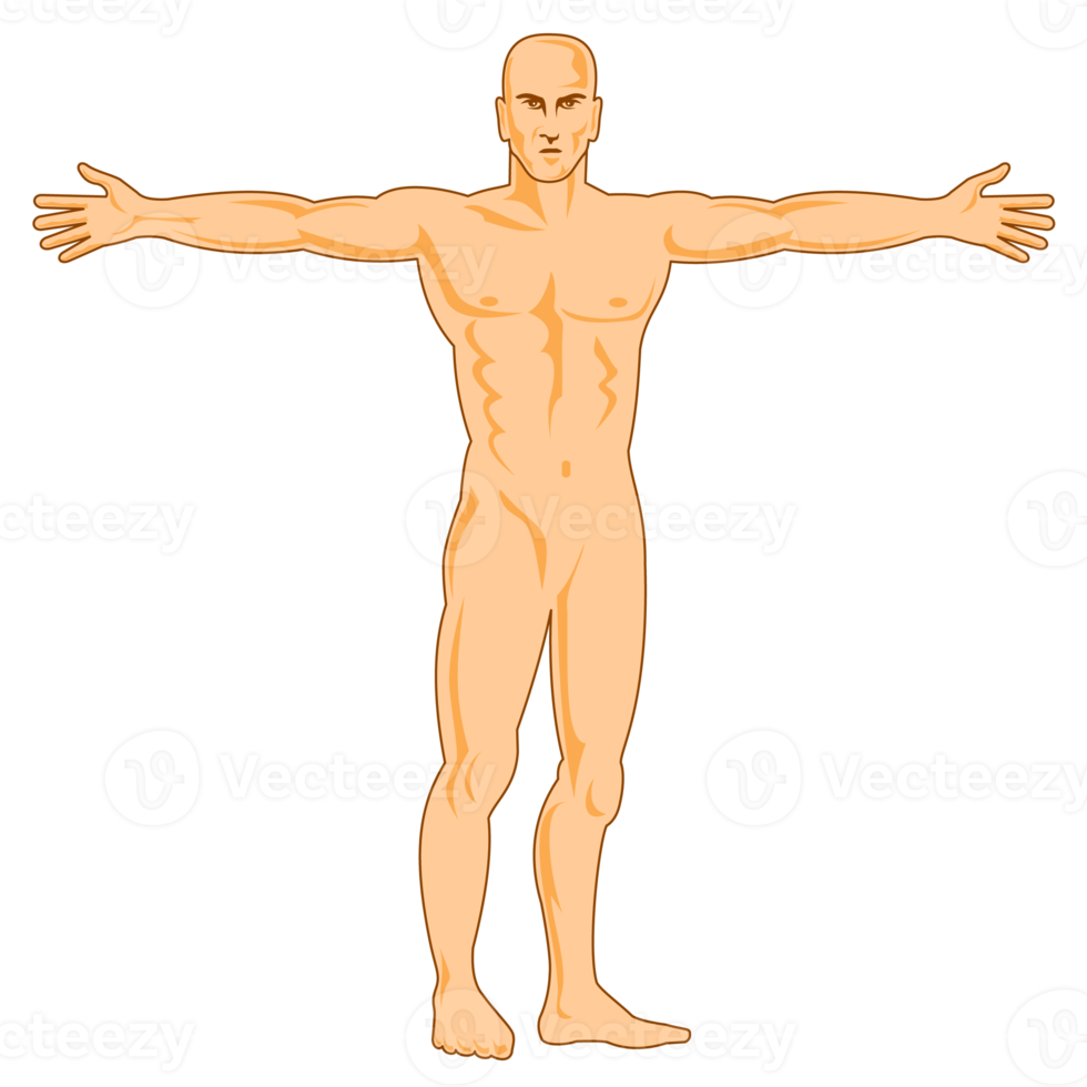 male human anatomy standing png