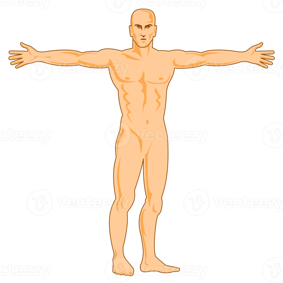 männliche menschliche anatomie stehend png