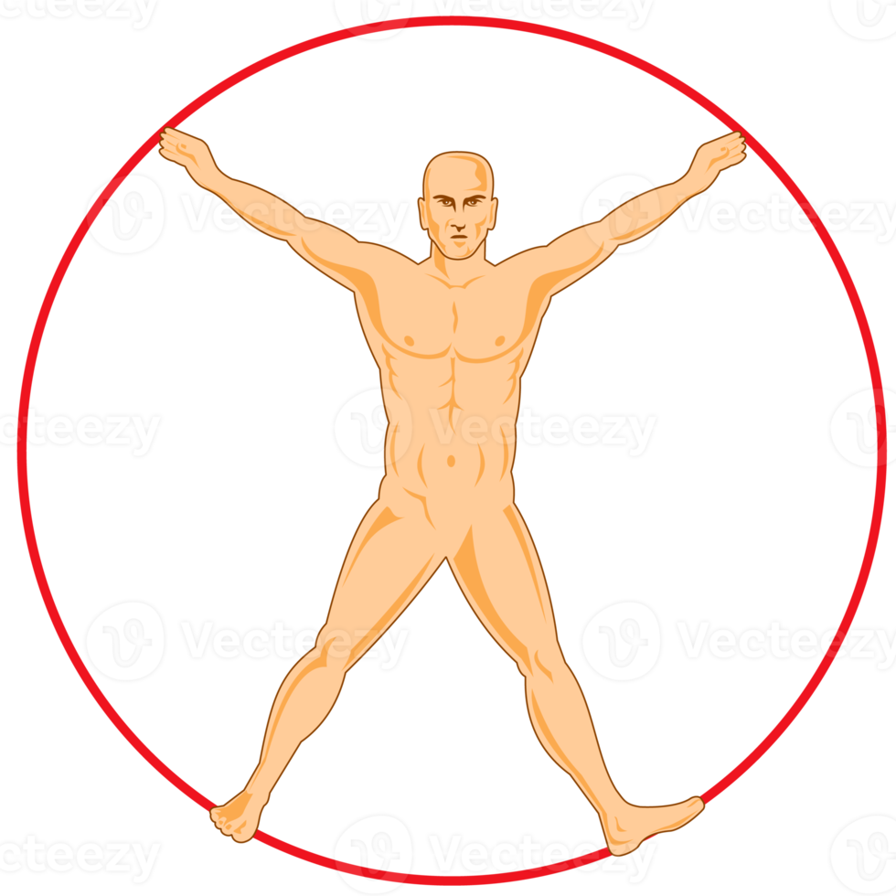 anatomia humana masculina em pé png