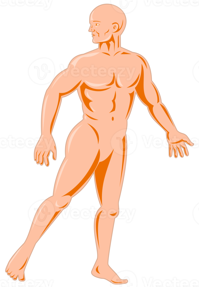 male human anatomy standing png