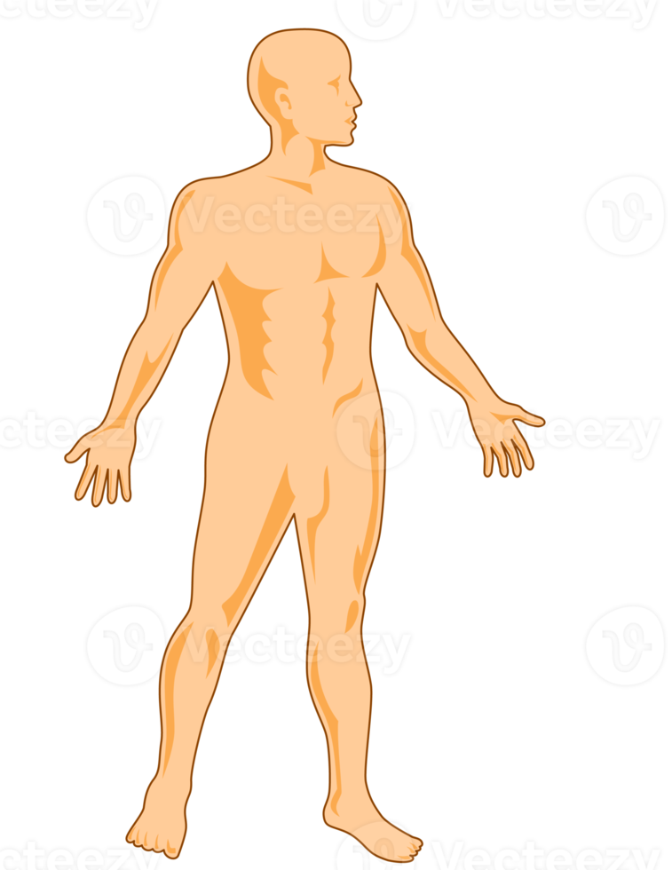 male human anatomy standing png