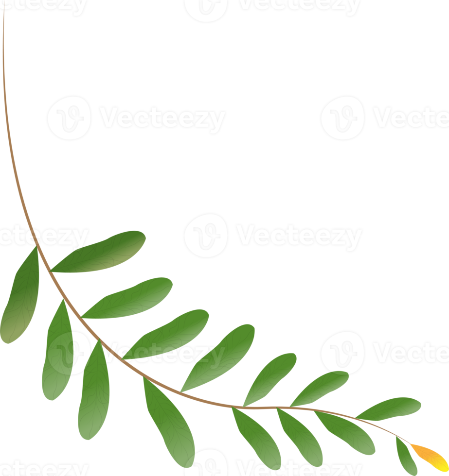 Leaf Branch Illustration png