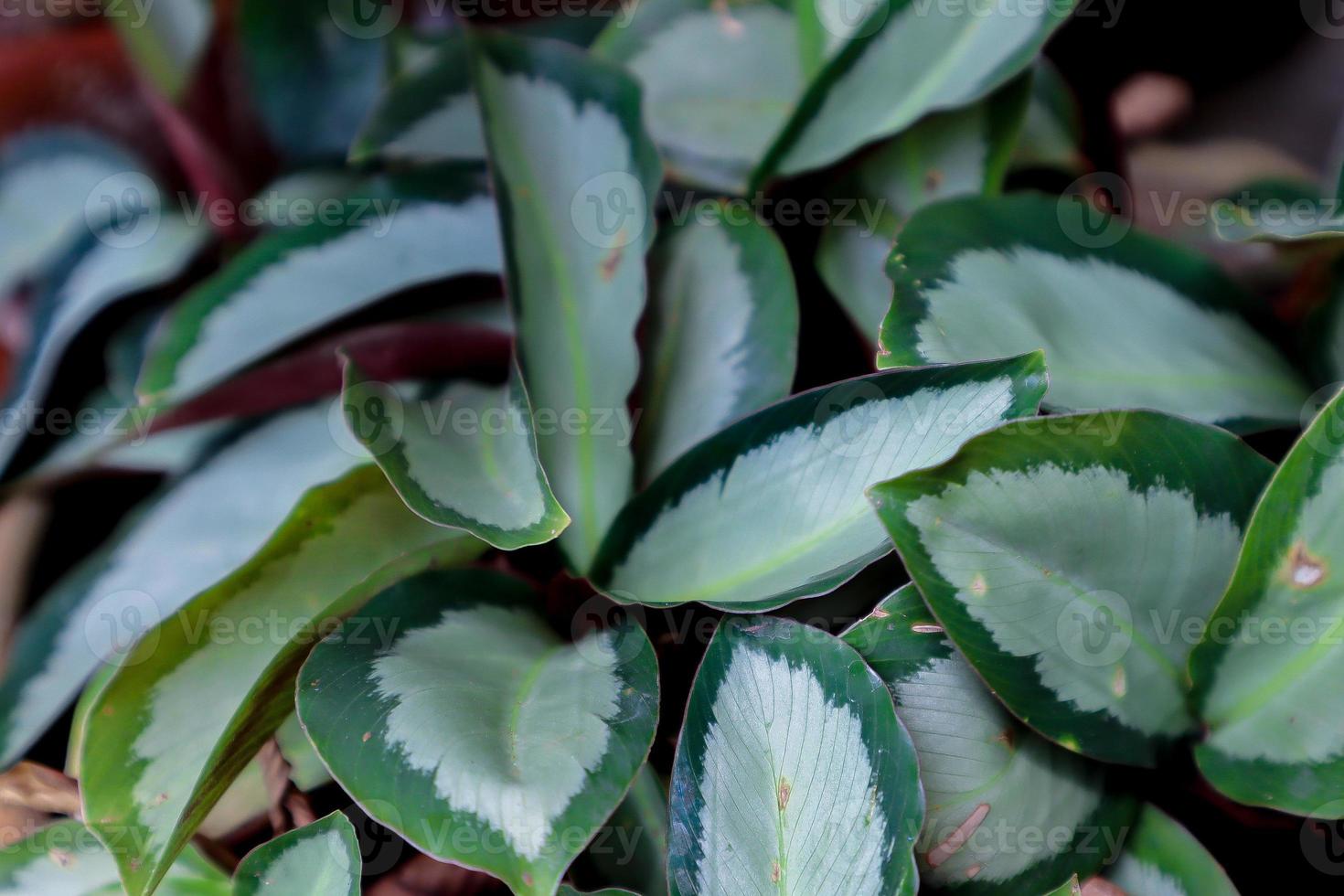 Catathea in the garden photo
