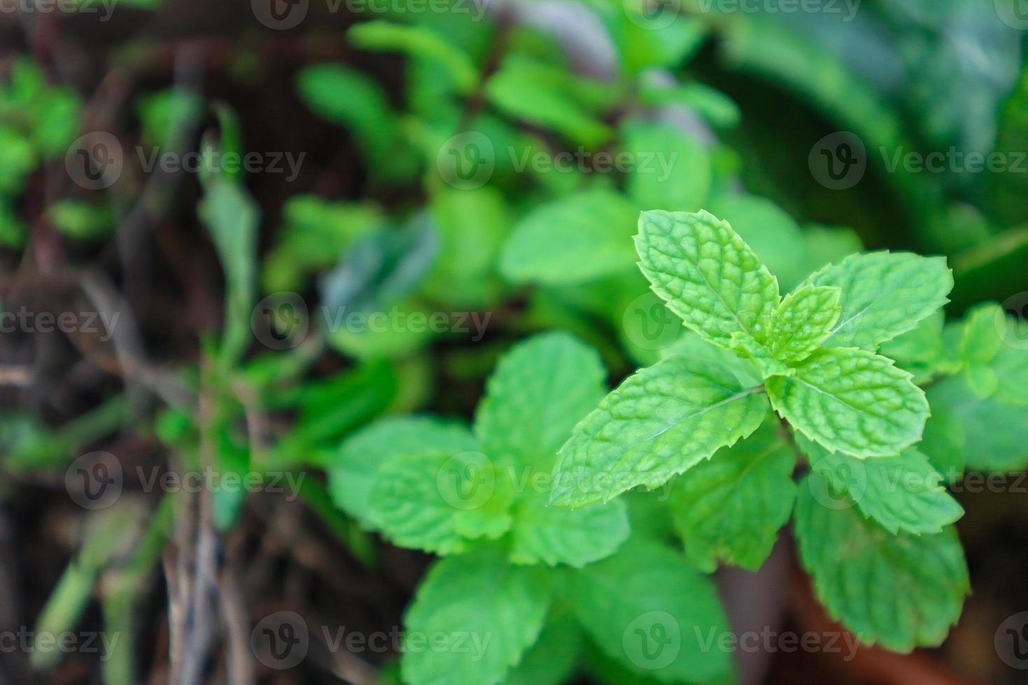 Peppermint planted in the garden photo