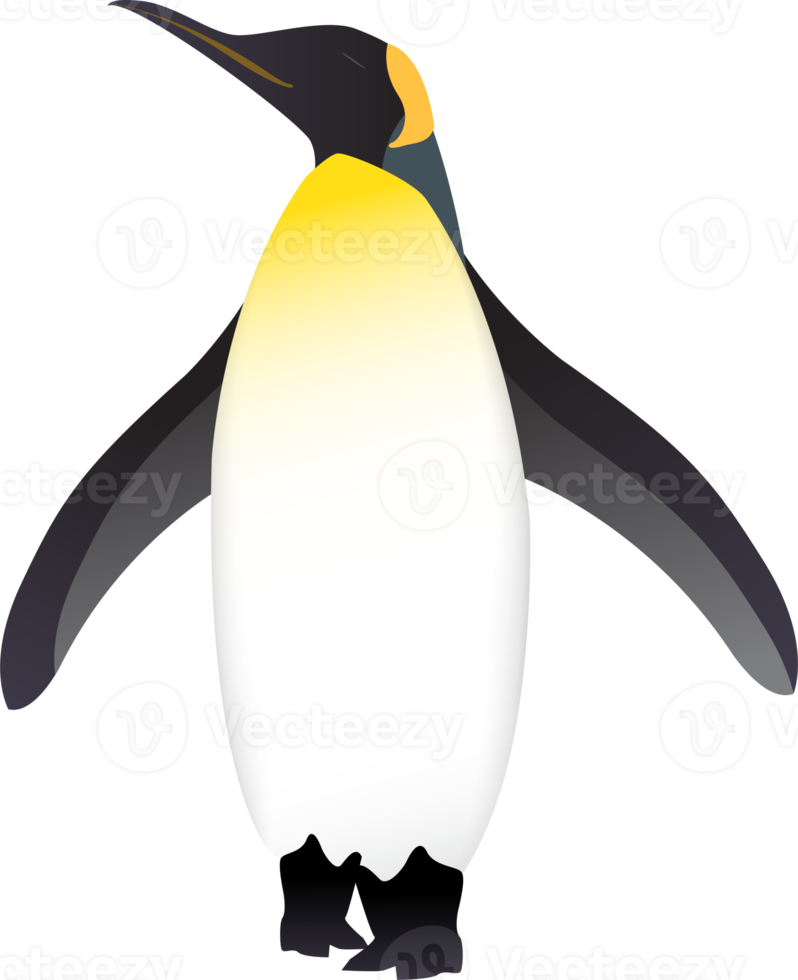 Penguin Bird Illustration png