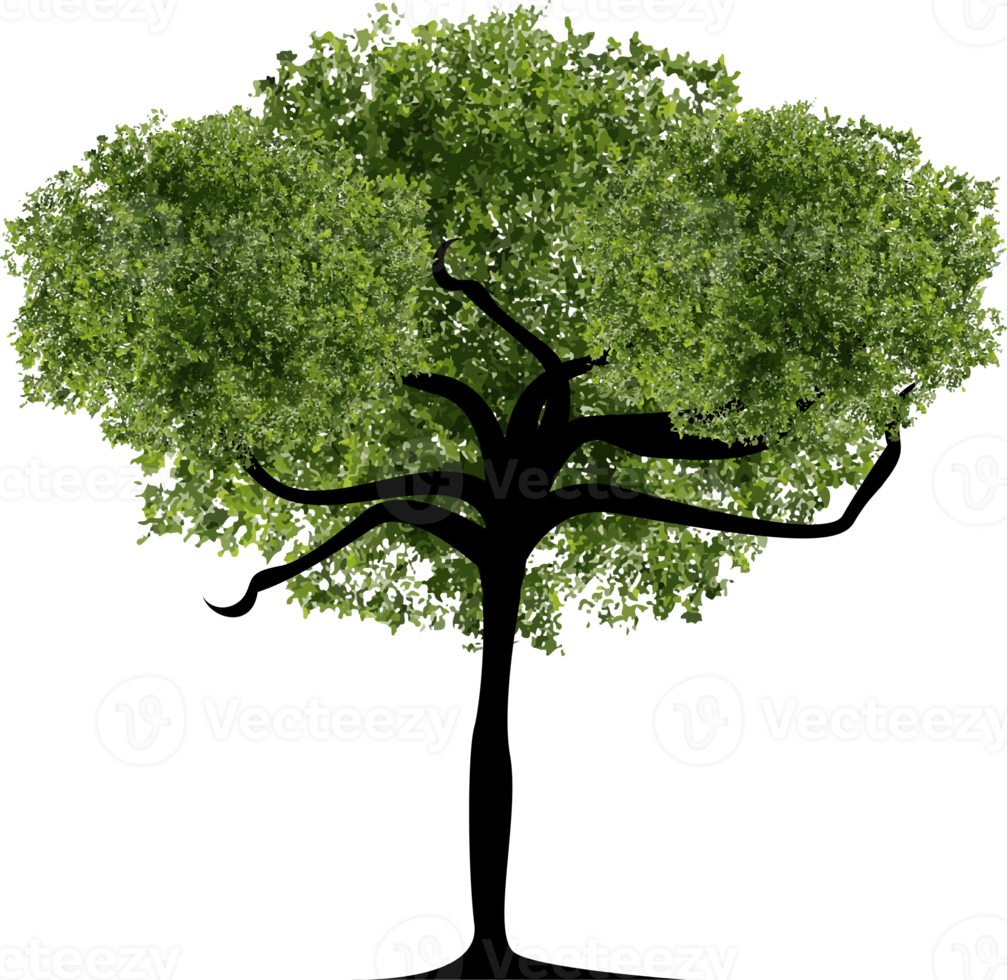 Organic Tree Illustration png