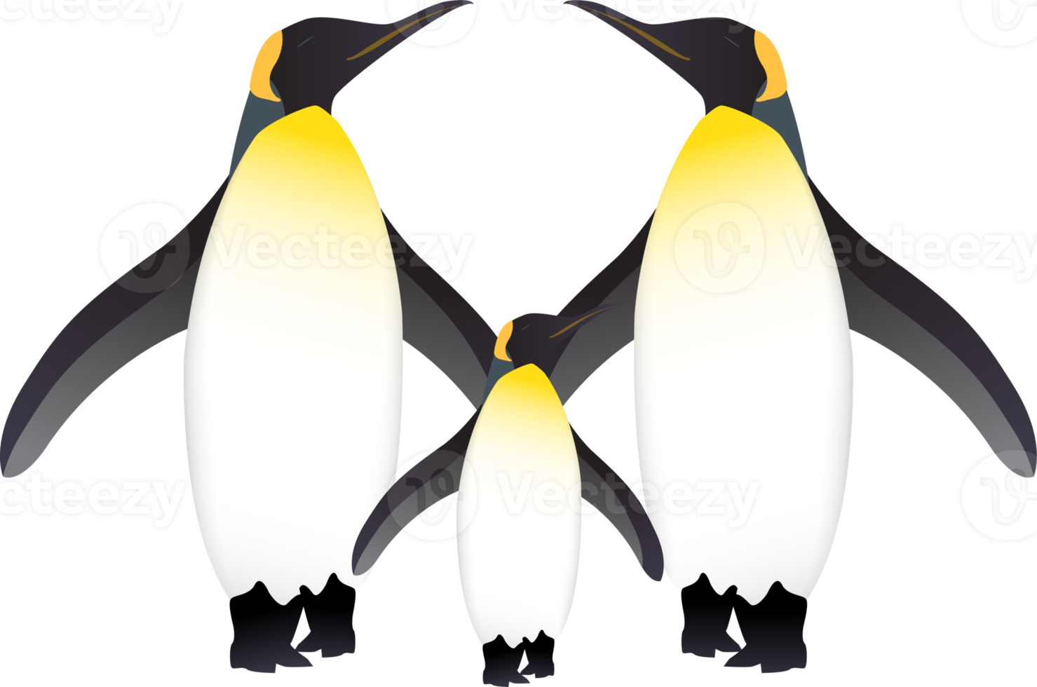 Penguin Bird Illustration png