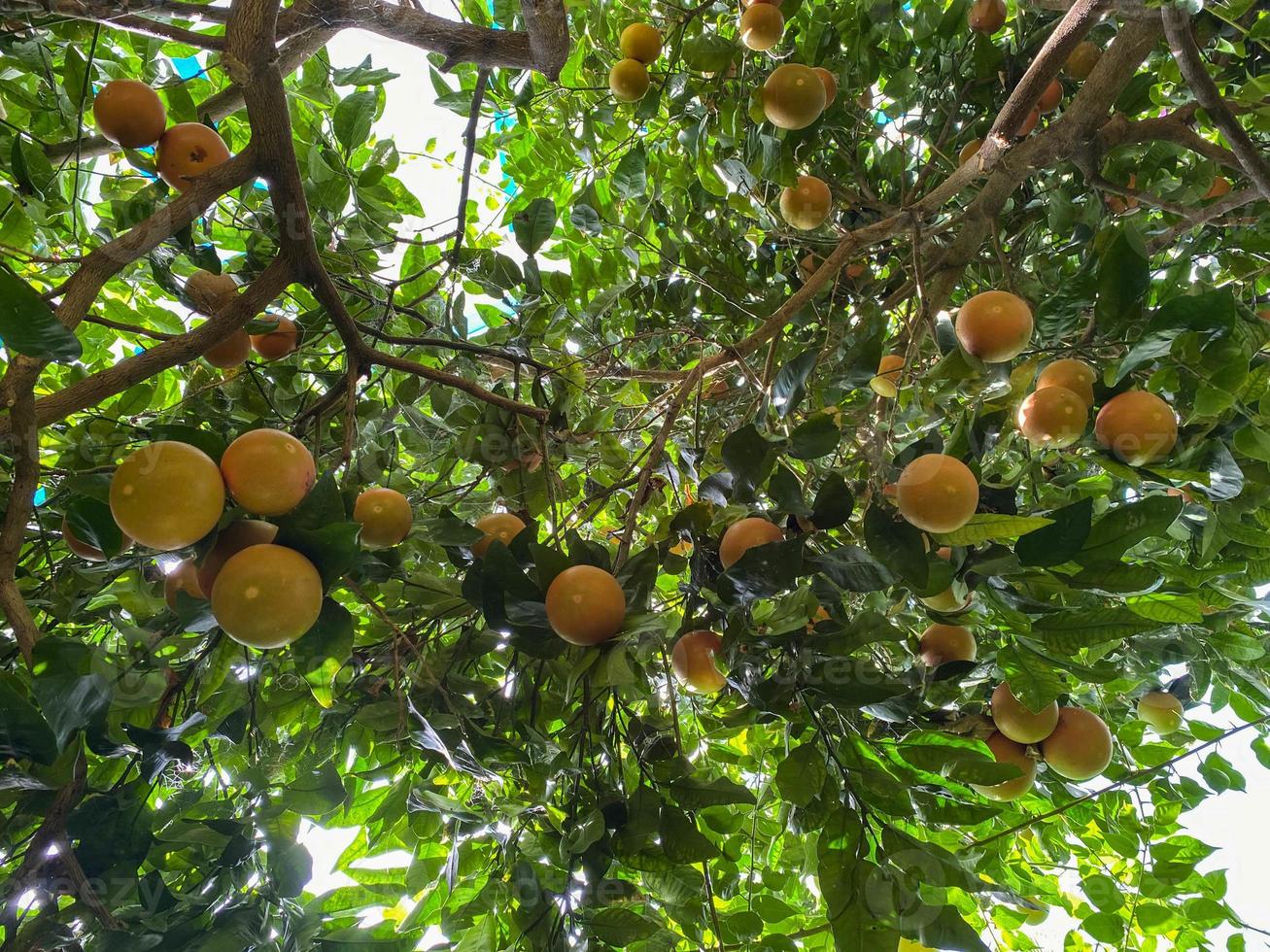 Yellow natural heavenly beautiful delicious round orange, citrus, tangerine or grapefruit on a tree branch in a warm tropical country, resort photo