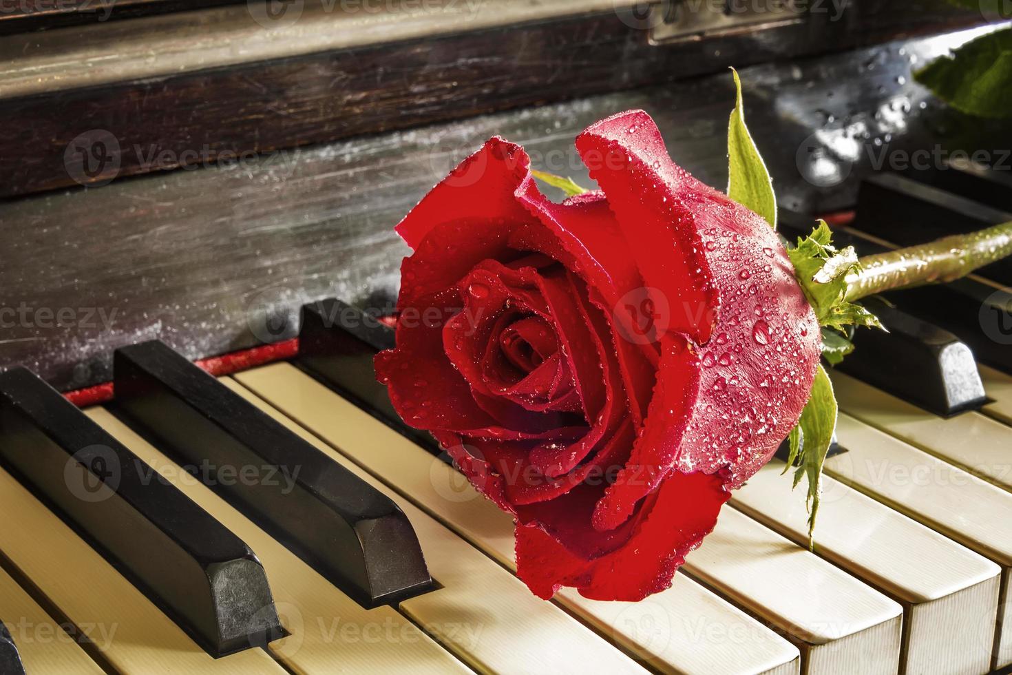 Red rose on the top of grand piano keys. close up photo