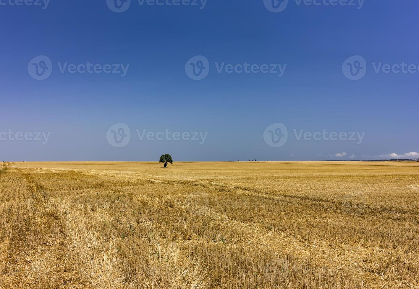 Alone tree in a field. photo