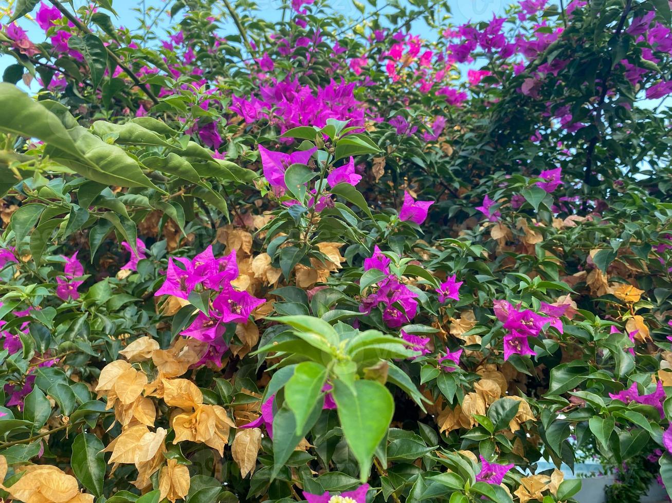 Beautiful ornamental flowering bushes with purple flowers and green leaves in a hotel landscaping in a warm tropical oriental country southern resort photo