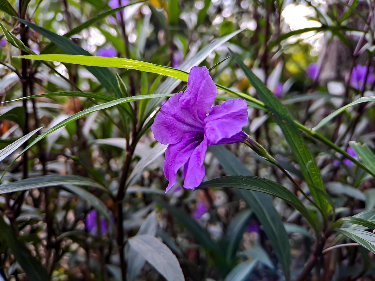 púrpura ruellia tuberosa, minnieroot, raíz de fiebre, raíz de boca de dragón, patata de cordero, es una especie de planta con flores en la familia acanthaceae. tiro en la plaza del parque en la mañana foto