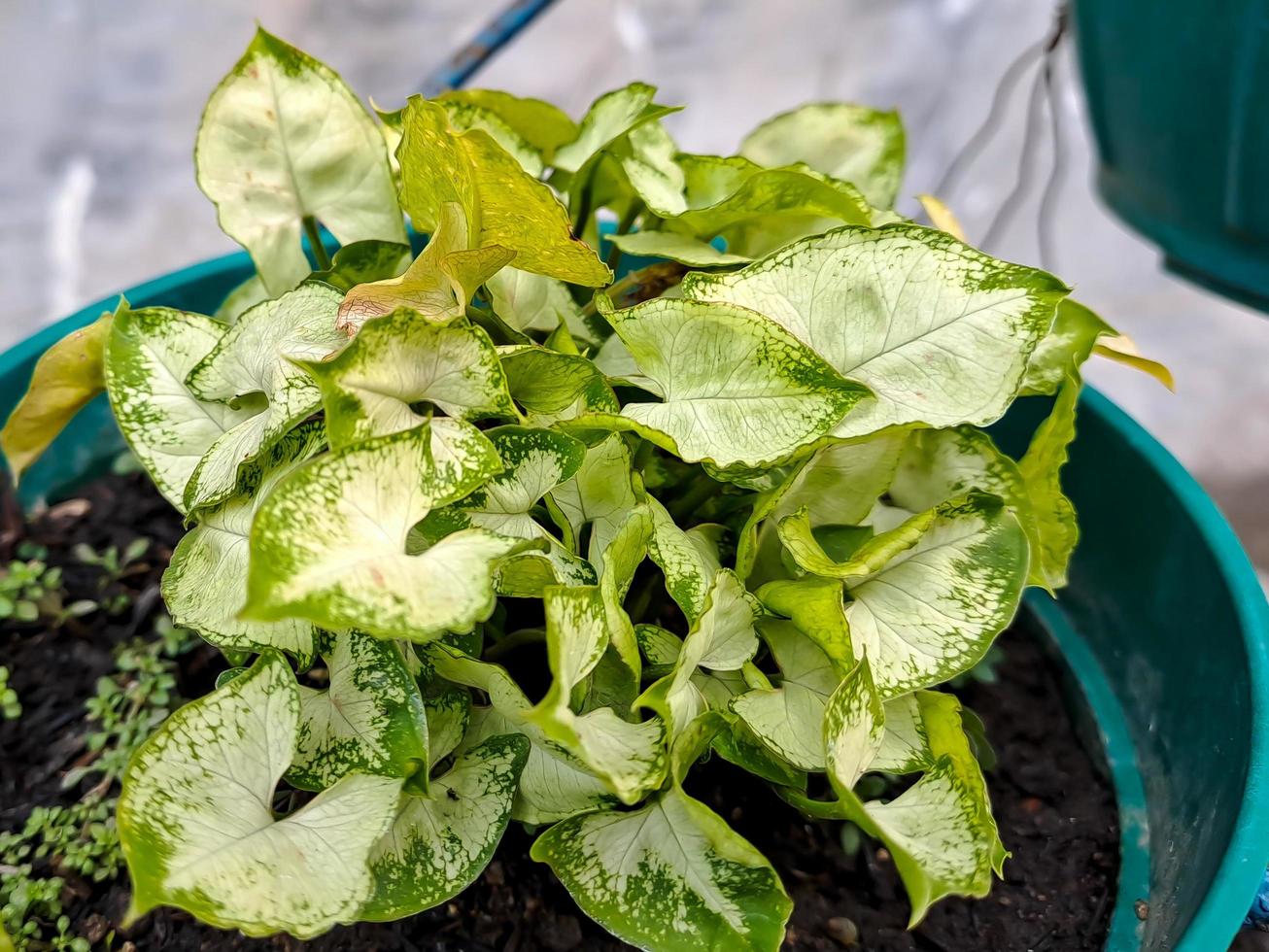 Arrowhead Vine, Goosefoot Plant heart shaped leaves Syngonium podophyllum is probably the most popular species photo